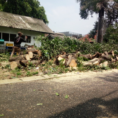 Jasa potong pohon