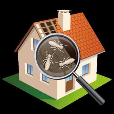 Pest India Solution