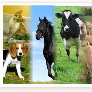 Servicios Médico Veterinario