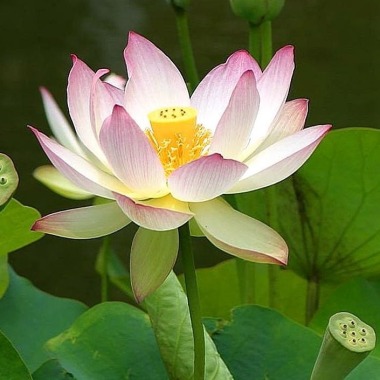 Acupuncture & Traditional Chinese Medicine Toowoomba