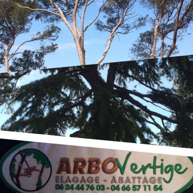 Arbo vertige