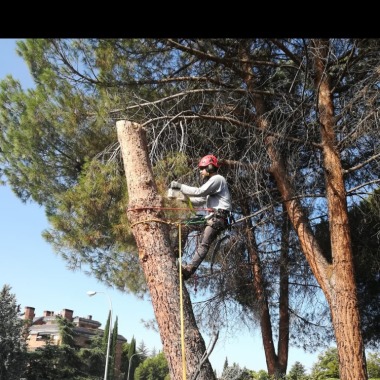 Tala y poda de arboles