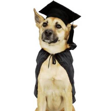 ABC ADESTRAMENTO DE CÃES