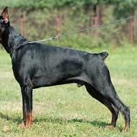 DOG AWAY DOG TRAINING Services