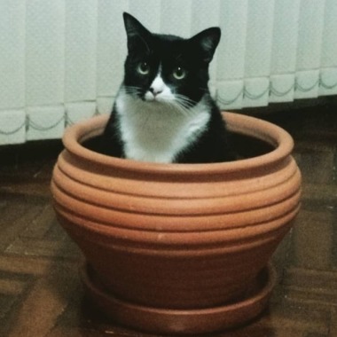 Catsitter, passeios e carinho - Cuidando do seu pet