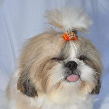 Bu-bulle Dog