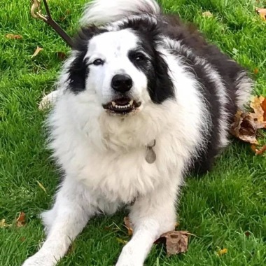 Angie,s dog training