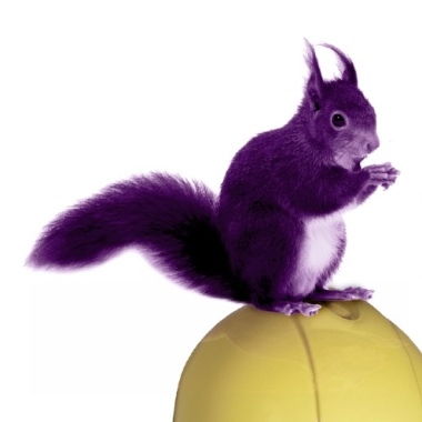 Purple Squirrel Home Improvements Ltd