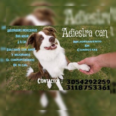Can adiestra