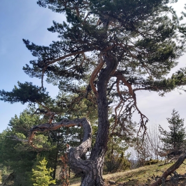 Паолина Стоичкова