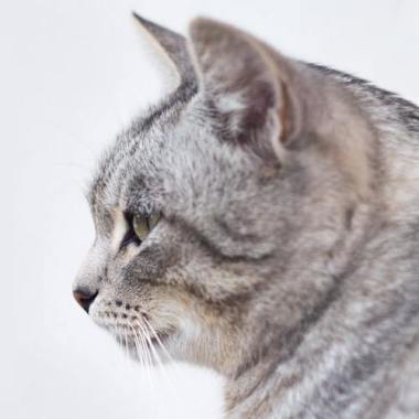 Homeopatia Veterinaria