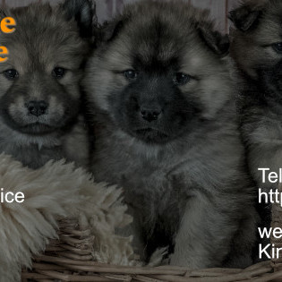 Country lodge petcare