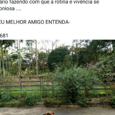 Adestrador de cães