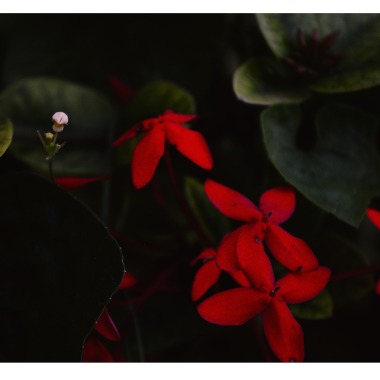 Papagayo fotografía