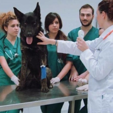 Servicios de Medicina veterinaria