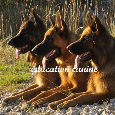 Cours d'éducation canine / pension