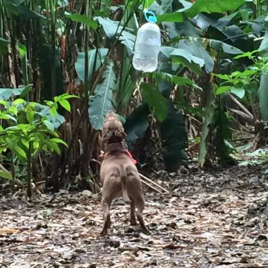 Paseador de perros