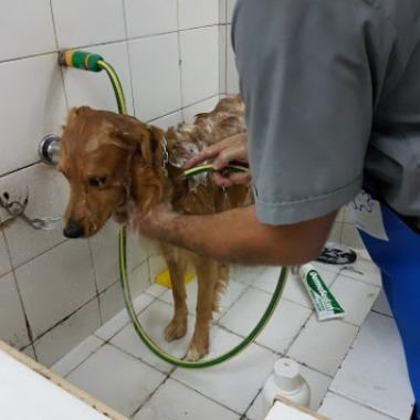 San Marcos Centro Asistencial Veterinario