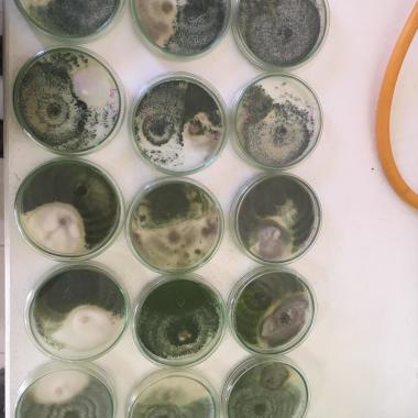 MICROBIOLOGA GENERAL AGUAS ALIMENTOS Y AGRICOLA