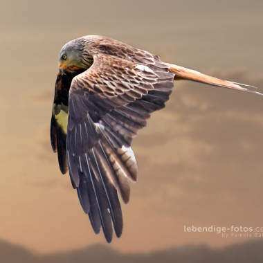 Lebendige-fotos.com by Pamela Bühler
