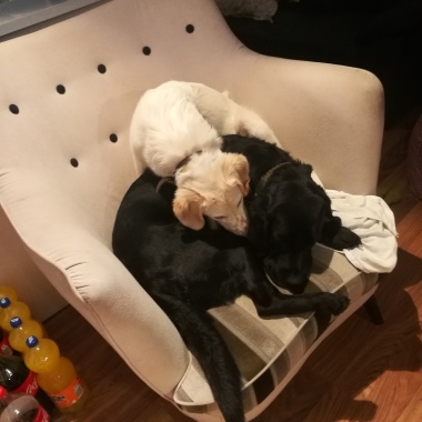 Hundebedarf von Hacht