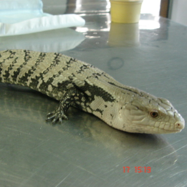 Clínica Veterinaria Diverzoovet