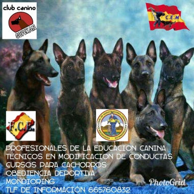Adiestiramiento Castellón