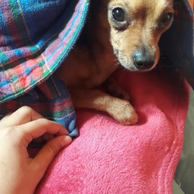 La paseadora de perros