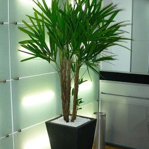 LO MEJOR EN PLANTAS