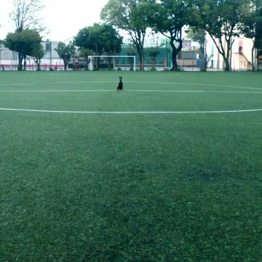Entrenamiento canino