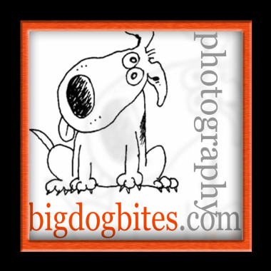 Big dog bites photography