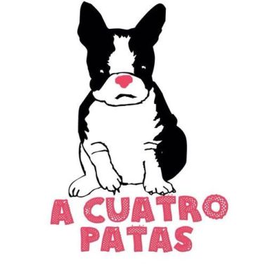 Paseos de perros en Providencia y Las Condes
