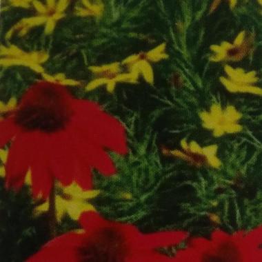 Growing great gardens
