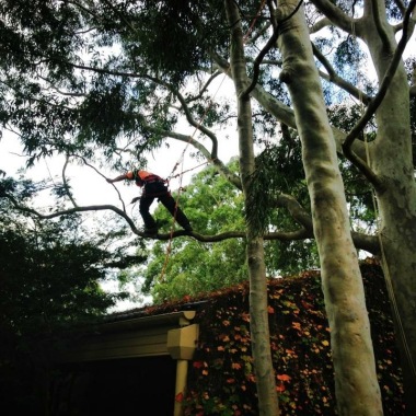 Highpoint.treemanagement
