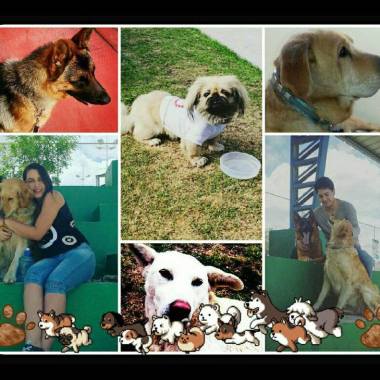 Paseador de Perros "Lucky"