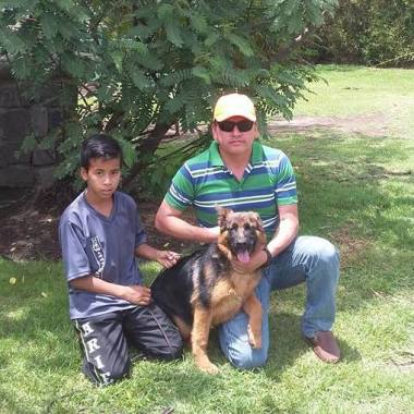 Adiestramiento pastor aleman