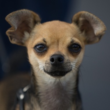 Sarianimals Pet Photography