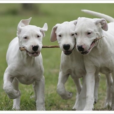 The pack