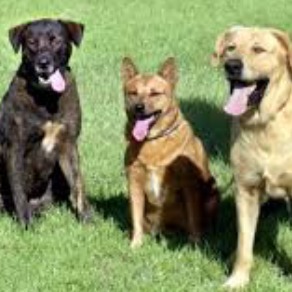 Karuna-dogs