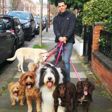 Wesley Dog Walker