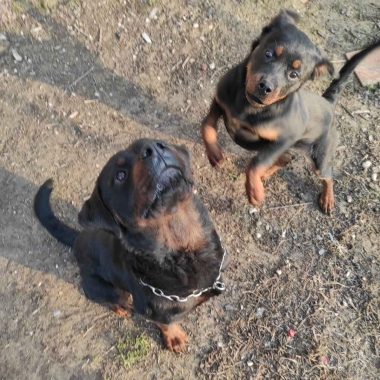 Educazione e Addestramento cani Umbria - Funny Dog