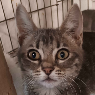 Ambulatorio Veterinario Dott.ssa Caterina Canu