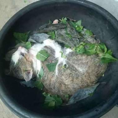 Ifakunle IFAPONLE