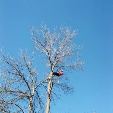 Treebuzzers