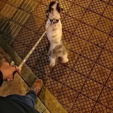 Paseospetspe