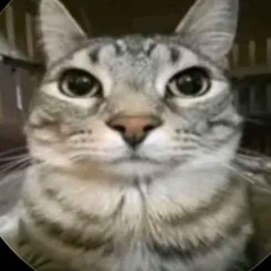 Paseadora de mascotas “Lili”
