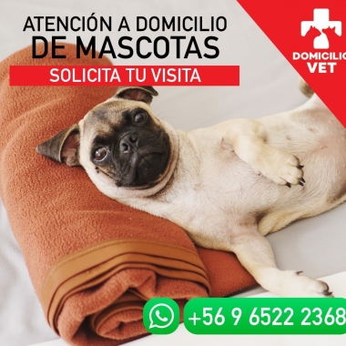 Veterinaria a domicilio