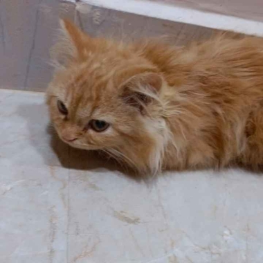 Starvet Pets Veterinary clinic