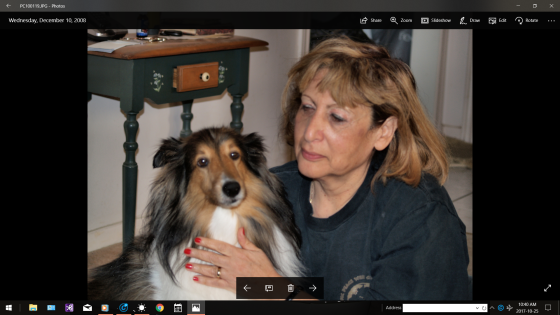 Devoted  to  dogs