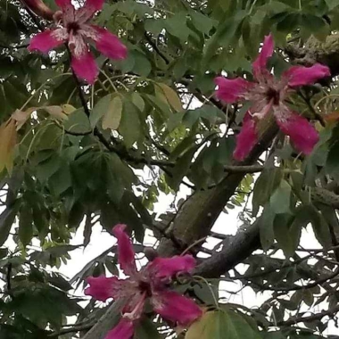 Jardins do Chinchorro